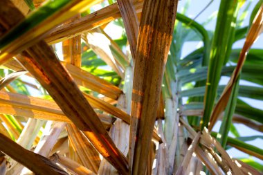 Şeker kamışı bitkileri, şeker kamışı tarlası