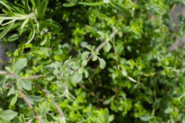 Bahçede taze bitkiler