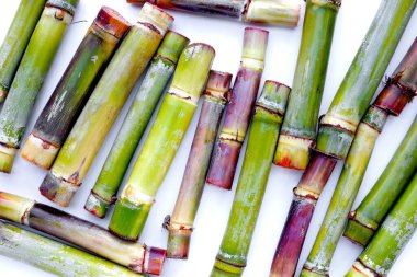 Beyaz arkaplanda taze şeker kamışı.