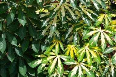 Cassava bitkisi (Manihot esculenta). Yeşil ve sarı yapraklar