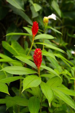 Hintli kızıl, Costus Specosus