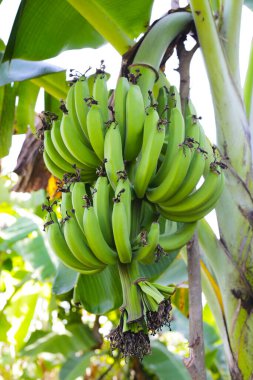 Ağaçta bir demet yeşil muz