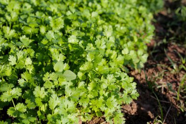 Sebze bahçesinde yeşil kişniş yaprağı