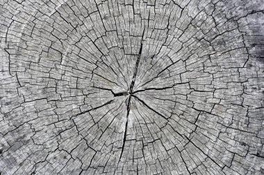 arkaplan için eski ahşap dokusu.