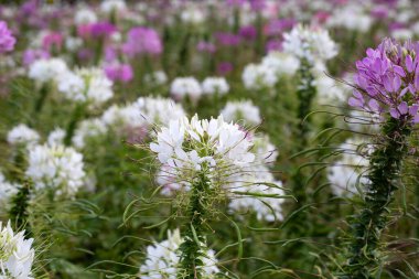 Parktaki Cleome Spinosa çiçeği