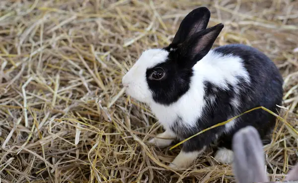 Cute fluffy rabbit in farm