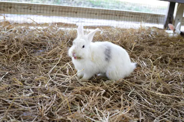 農場でかわいいふわふわのウサギ ロイヤリティフリーのストック画像