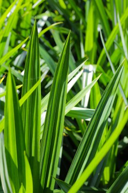Pandan yaprakları bahçede.