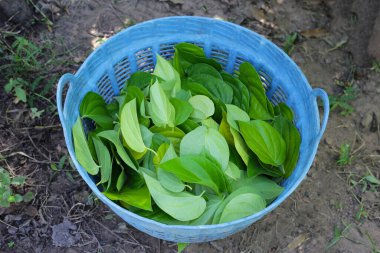 Betel bitkisinin yeşil yaprakları