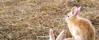 Çiftlikteki sevimli tüylü tavşan.