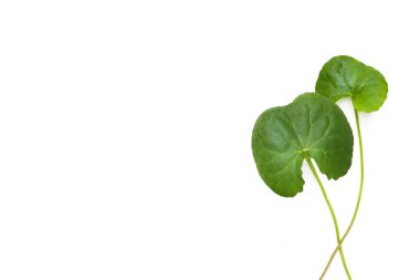 Beyaz arkaplanda yeni gotik kola yaprakları.