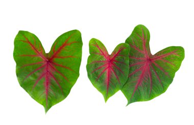 Beyaz arka planda Caladium yaprakları. Üst görünüm