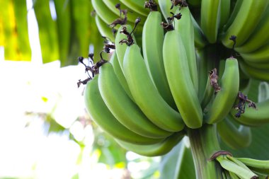 Bir demet yeşil muz.