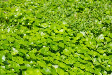 Centella asiatica (gotu kola). Bitkisel ilaç fabrikası