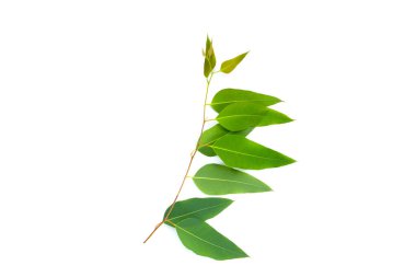 Beyaz arkaplanda okaliptüs yaprakları.