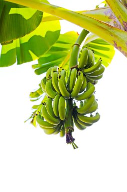 Muz meyveleri. Bir muz kümesi