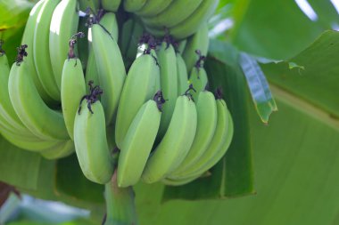 Bir demet yeşil muz.