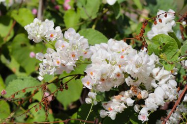 Mercan sarmaşığı, Meksikalı sürüngen, aşk zinciri, Pembe sarmaşık, Honolulu Sarmaşığı