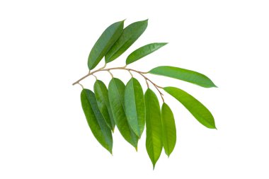 Beyaz arkaplanda Durian yaprakları.