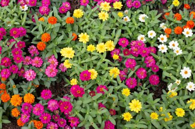 Bahçedeki zinnia çiçeği