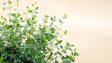 Taze limonlu kekik bitkisi.