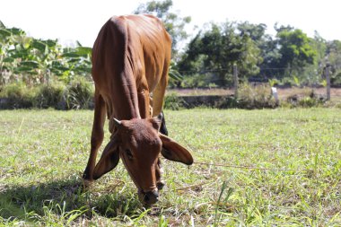 Çim tarlasında bir inek.
