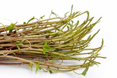 Beyaz zemin üzerinde su konvülvüsü ya da su ıspanağı.