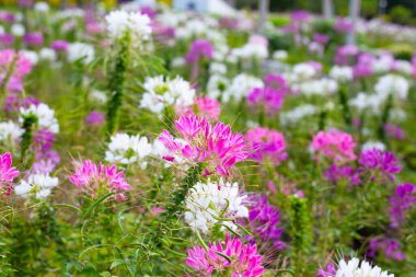 Parktaki Cleome Spinosa çiçeği