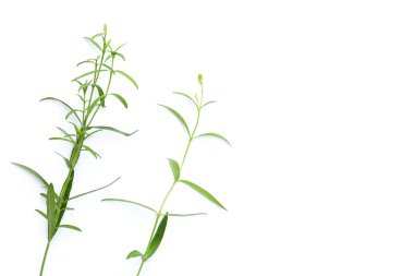 Beyaz arkaplanda taze tarhun.