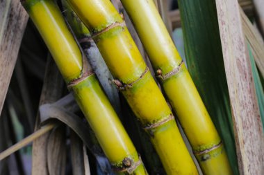 Şeker kamışı bitkileri, şeker kamışı tarlası