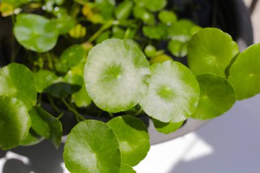 Centella asiatica (gotu kola). Taze yeşil yapraklı bitki.