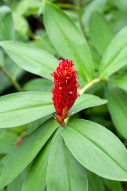 Hintli kızıl, Costus Specosus