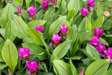 Curcuma sessilis bagaj bitkisinin pembe çiçeği