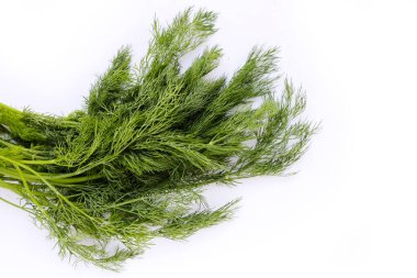 Beyaz yeşil taze dereotu.