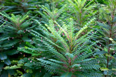 Phyllanthus çiçekli kazma bitkisi