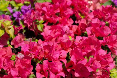 Beautiful bougainvillea flowers with green leaves