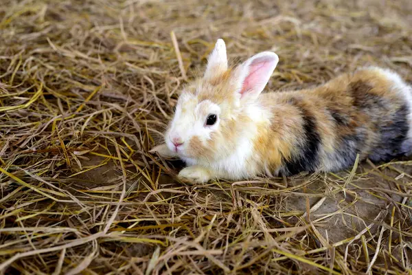 Cute brown rabbit, Rabbit farm