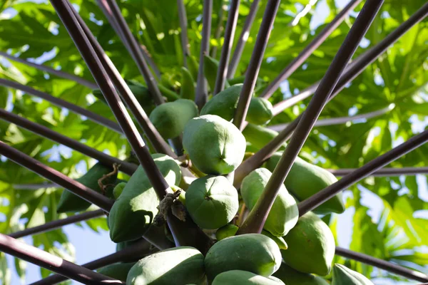 Bahçedeki ağaçta papaya meyvesi.