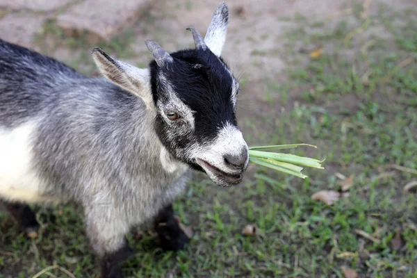A cute goat in farm