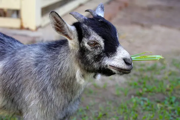 A cute goat in farm