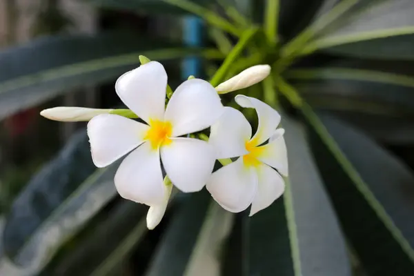 Plumeria Frangipani Flower Tropical Tree — Stock Photo, Image