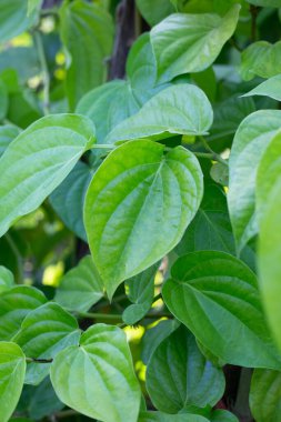 Bahçede yeşil betel yaprakları