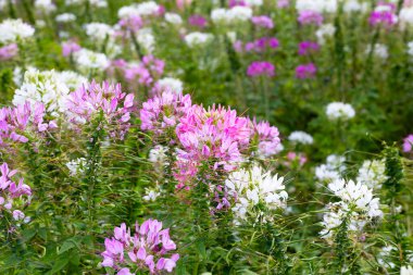 Parktaki Cleome Spinosa çiçeği