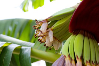Muz çiçeği ve taze meyveler.