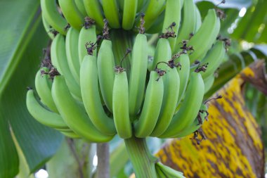 Bir demet yeşil muz.