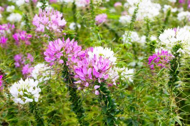 Parktaki Cleome Spinosa çiçeği