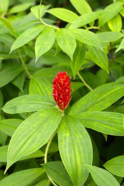 Hintli kızıl, Costus Specosus