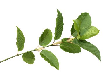 Beyaz arkaplanda Kratom ve Mitragyna speciosa.