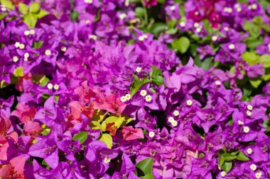 Beautiful bougainvillea flowers with green leaves
