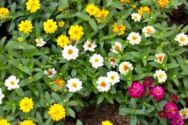 Bahçedeki zinnia çiçeği